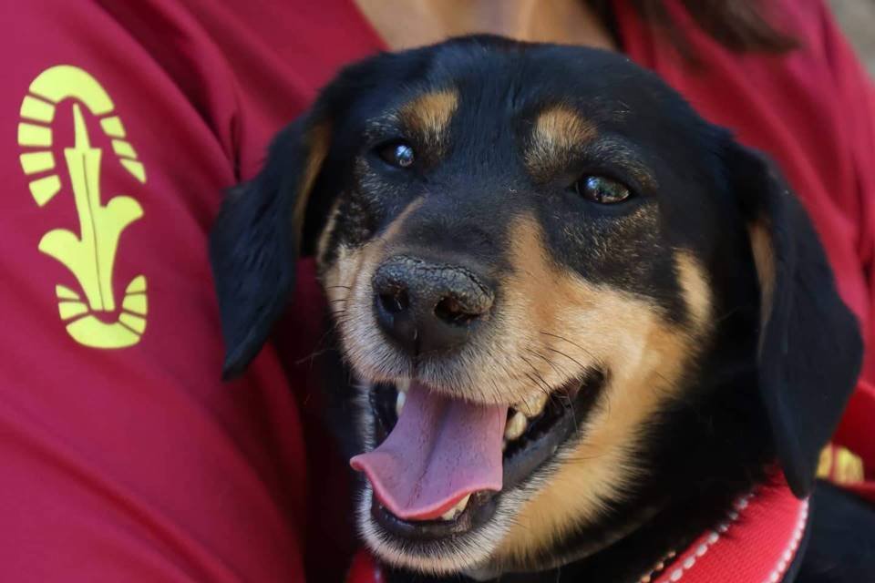 Cachorra