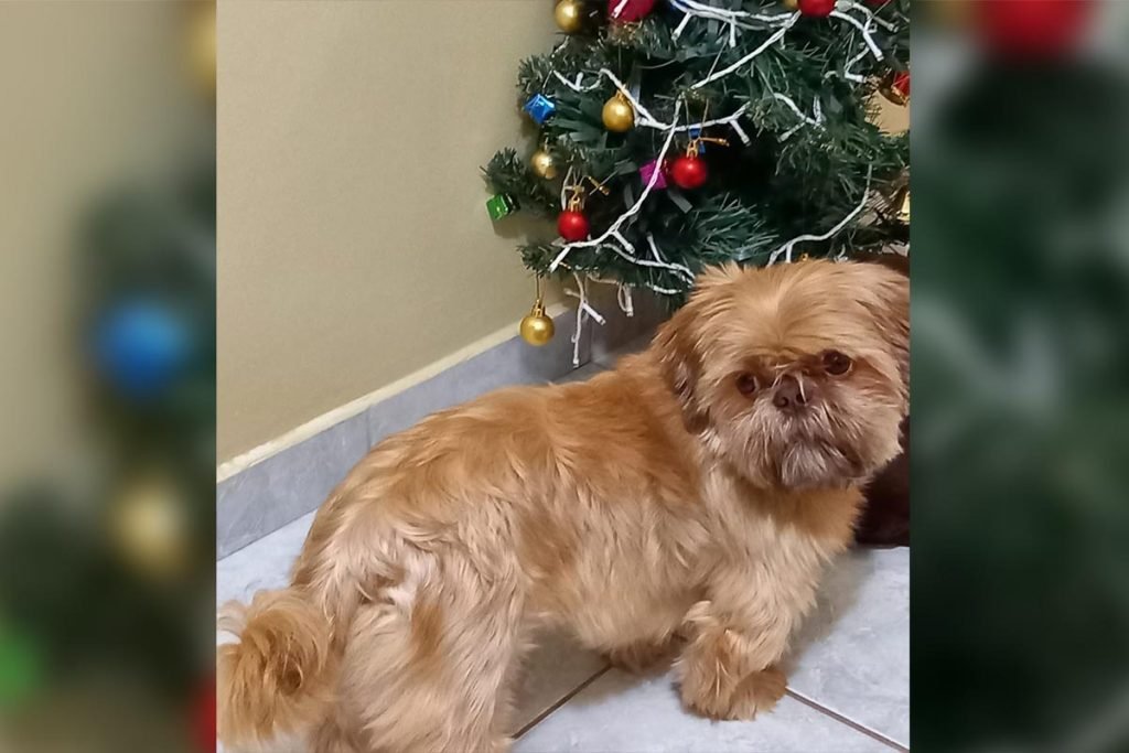 Cachorro e árvore de Natal