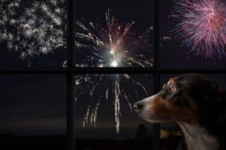 Cachorro olhando pela janela os fogos de artifício