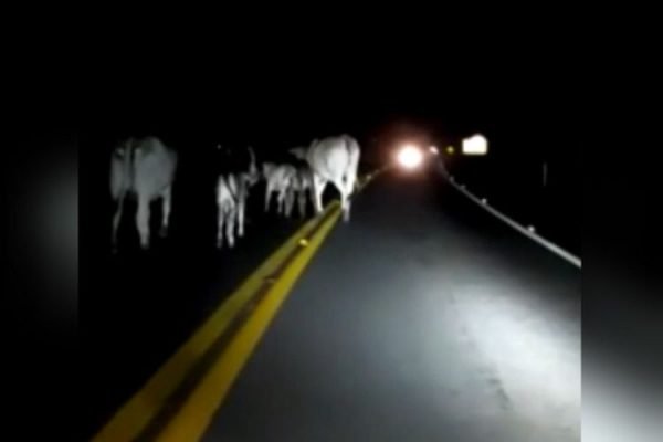Acidente vídeo vacas Caldas Novas Goiás