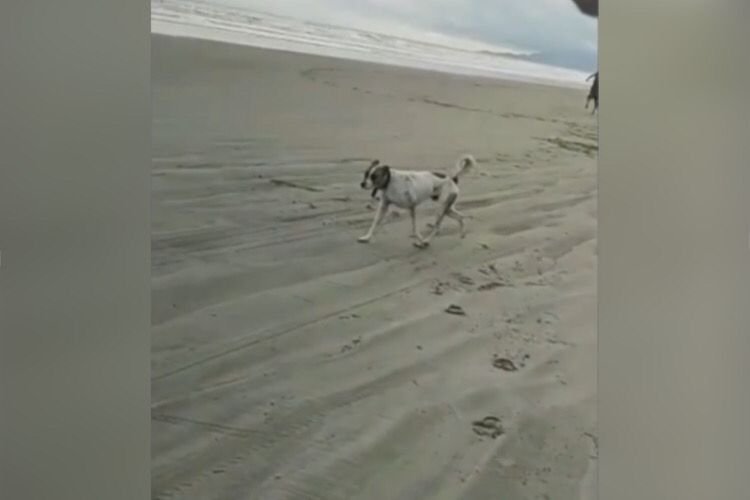 Mulher cachorro atropelado praia peruibe sao paulo corrida moto cavalo