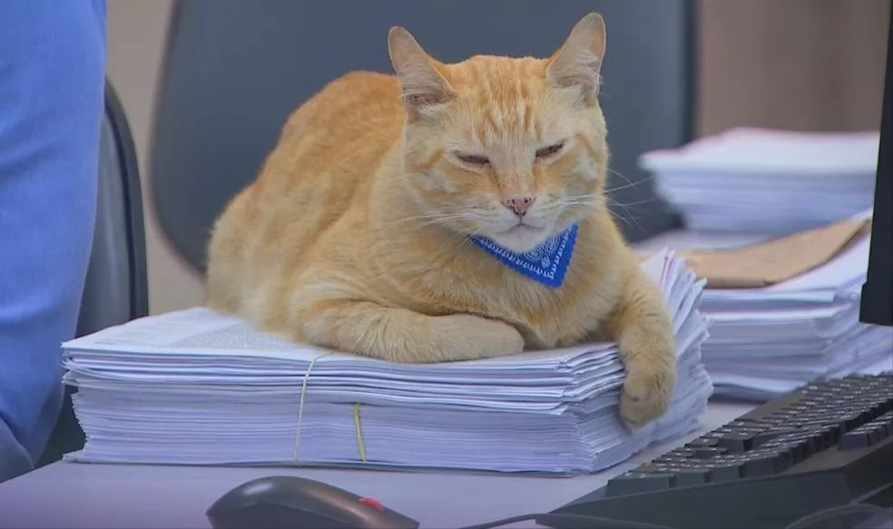 Cat won a job as a worker at São Paulo