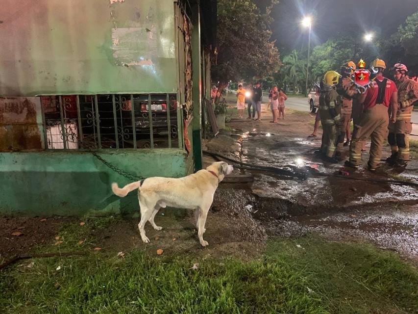 Cachorro e bombeiros