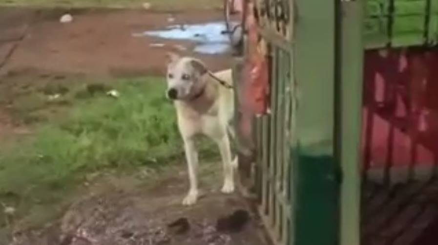 Cachorro
