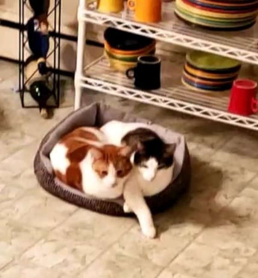 Dios gatos deitados juntos em uma cama de gato