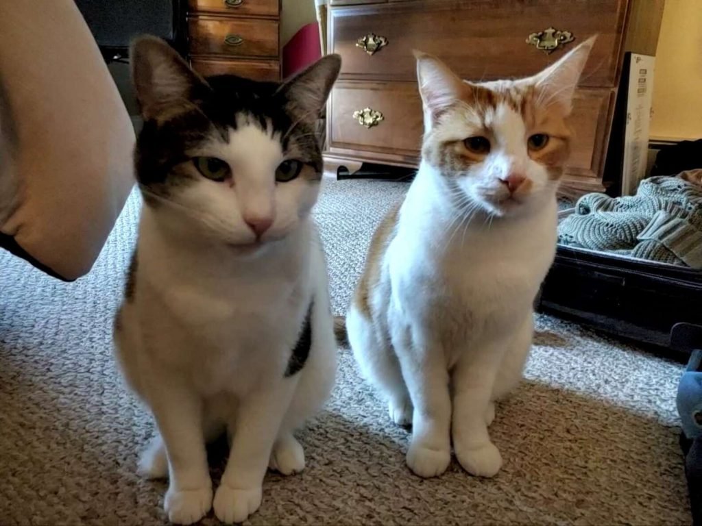 Dois gatos sentados