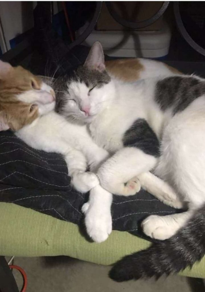 Dois gatos dormindo abraçados