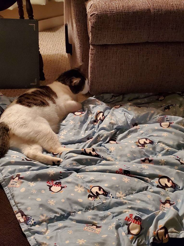 Gatinho deitado num cobertor