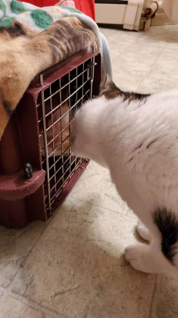 gatinho cheirando uma pequena caixinha de gato