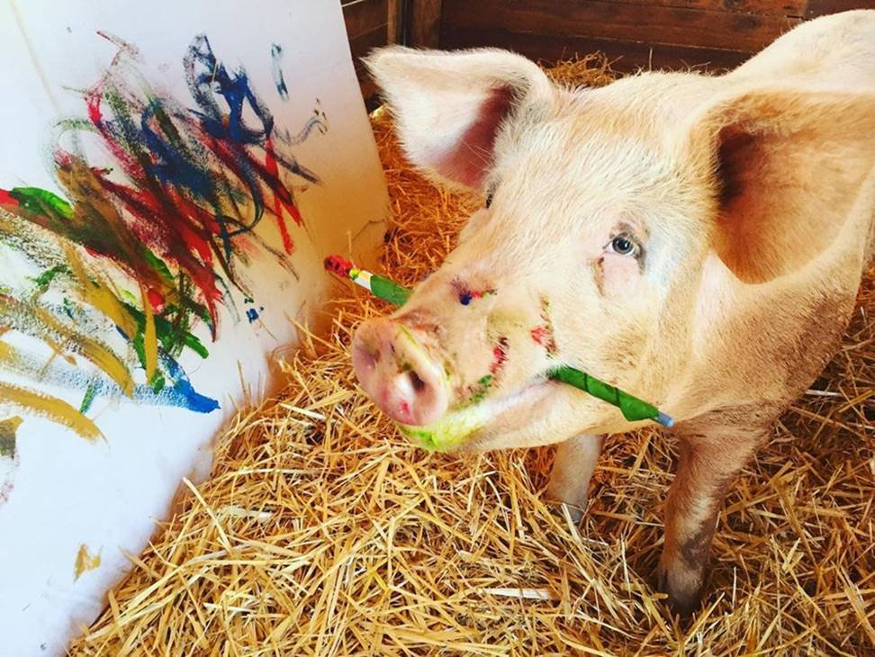 Pigcasso, a porca que pinta quadros