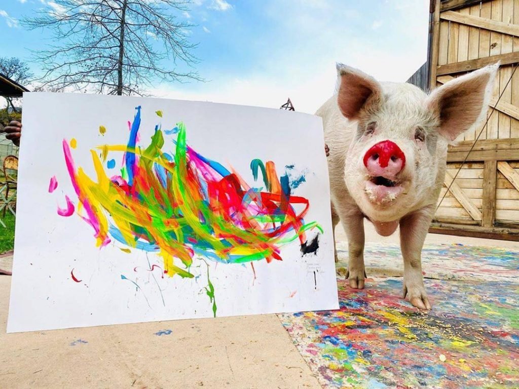 Pigcasso, a porca que pinta quadros