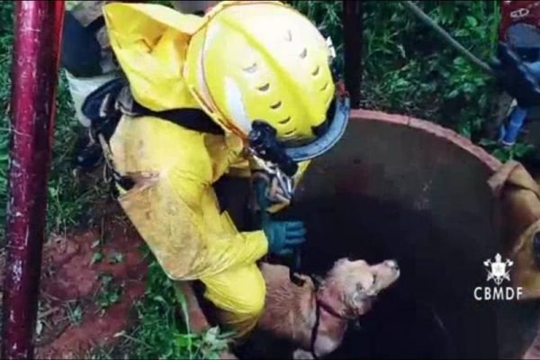 Bombeiros resgata cachorro de cisterna