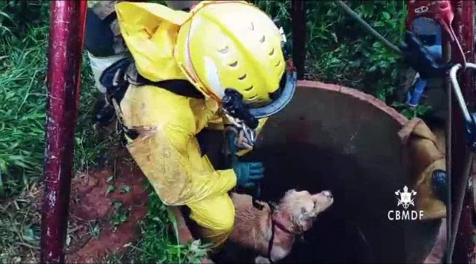 Bombeiros resgata cachorro de cisterna