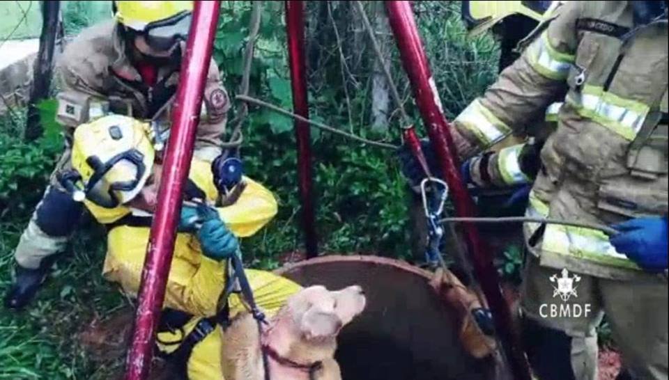Bombeiros resgata cachorro de cisterna