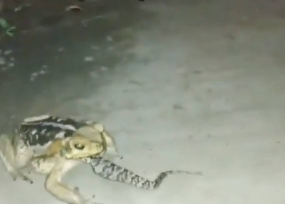 Sapo-cururu ataca e engole jararaca inteira; confira o vídeo