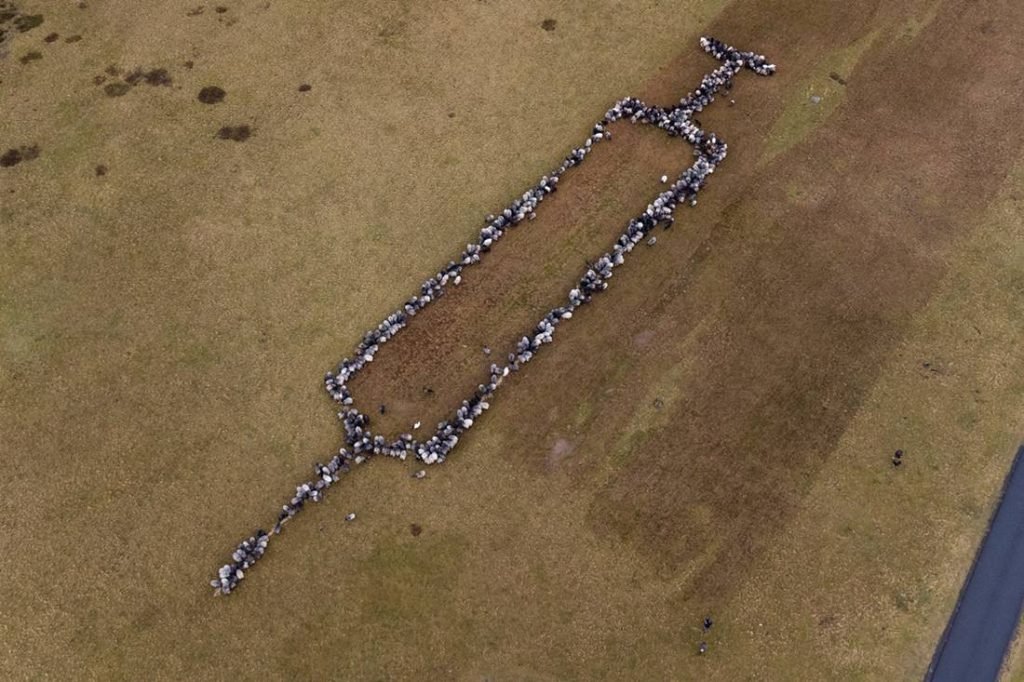 Sheep and goats form an oversized syringe