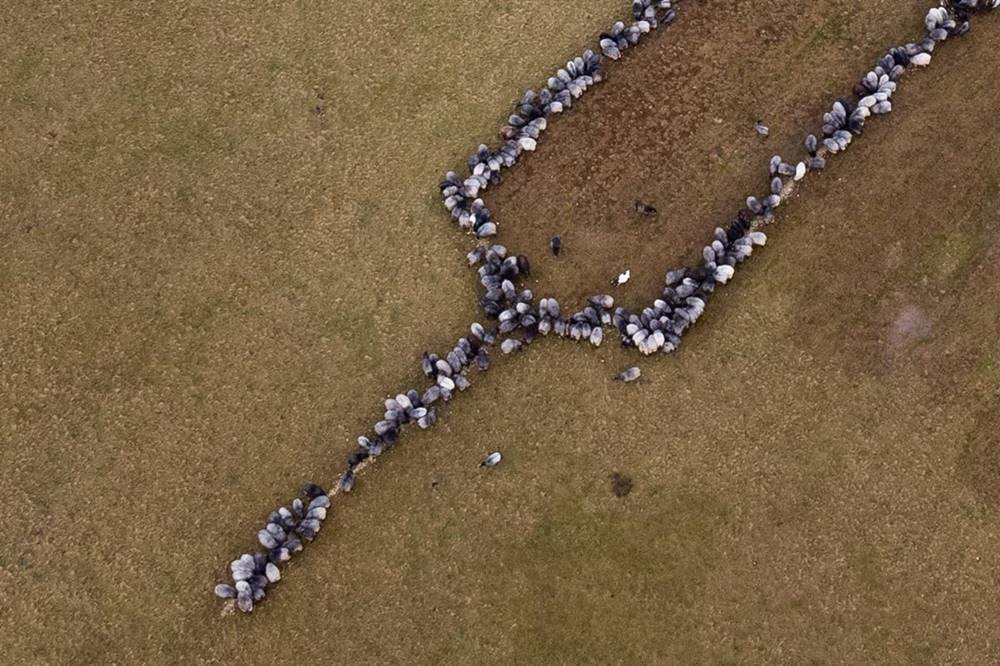 Sheep and goats form an oversized syringe