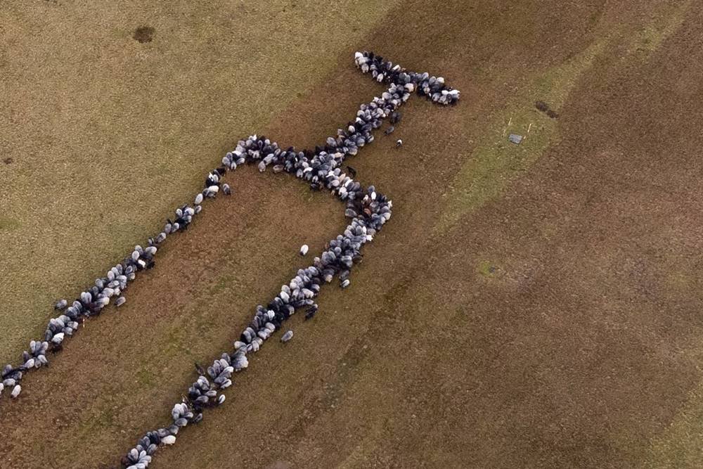 Sheep and goats form an oversized syringe