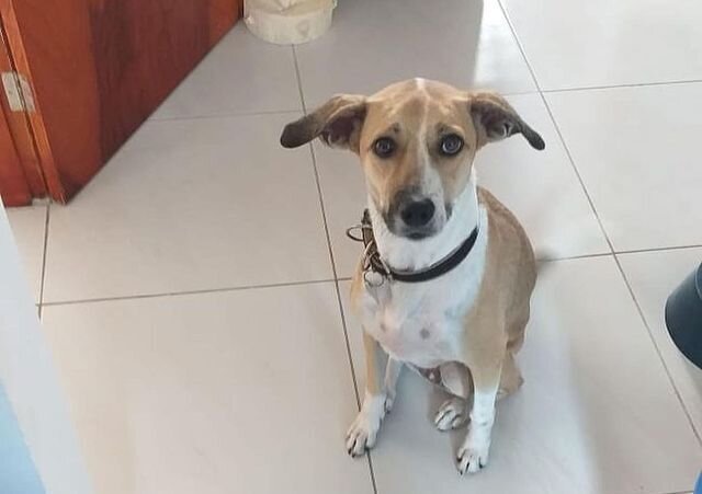 Cadela Pandora