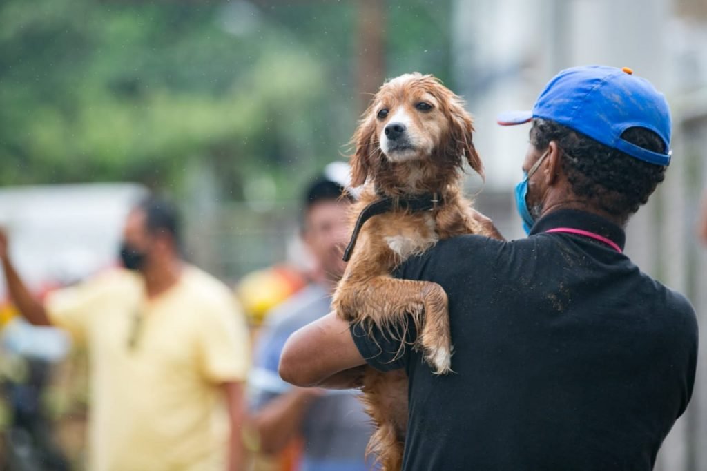 Cadela resgatada reencontra o dono após prédio desabar em Taguatinga