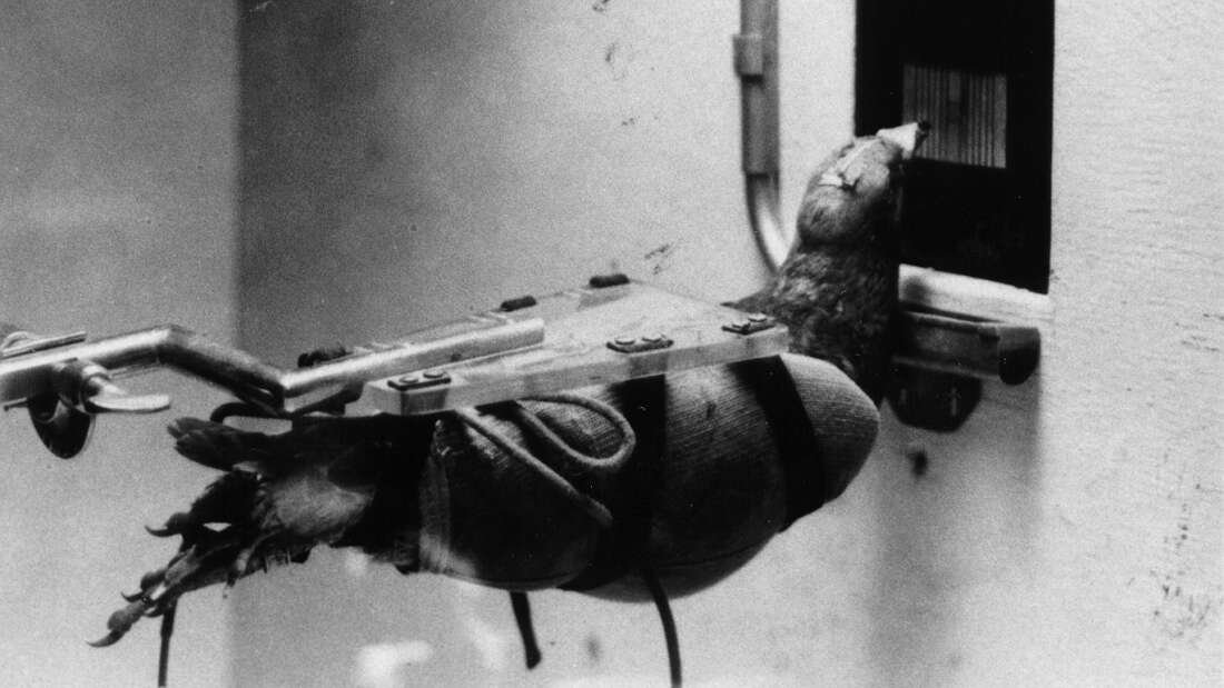 Pombos guiaram mísseis durante a Segunda Guerra Mundial