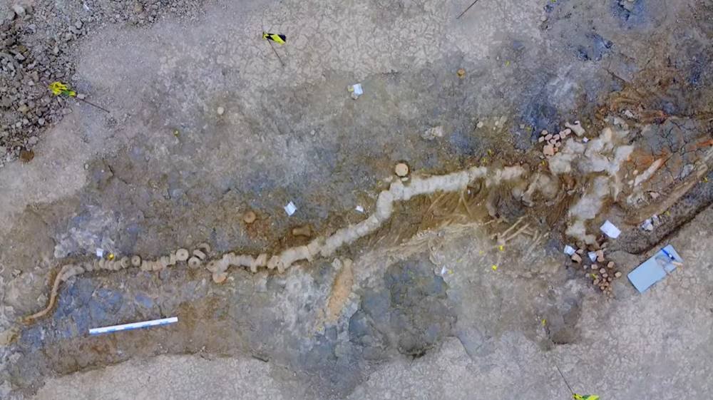 Ictiossauro Temnodontosaurus trigonodon
