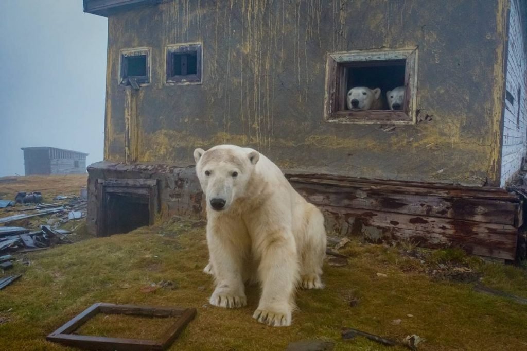 urso polar russia Dmítri Kokh