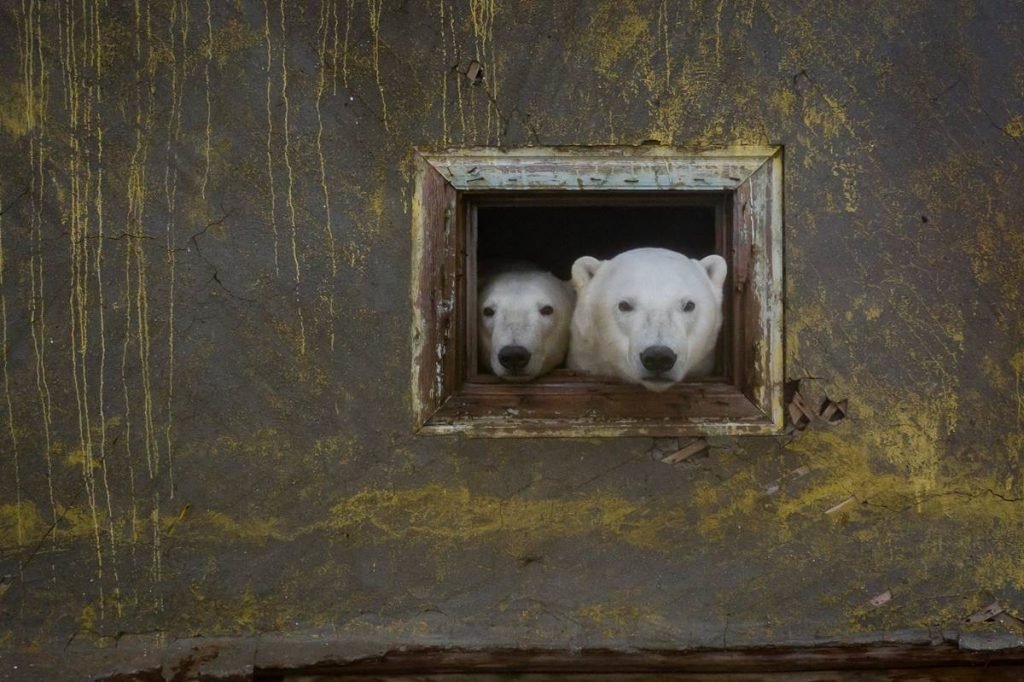 urso polar russia Dmítri Kokh