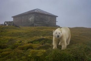 urso polar russia Dmítri Kokh