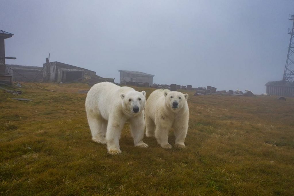 urso polar russia Dmítri Kokh