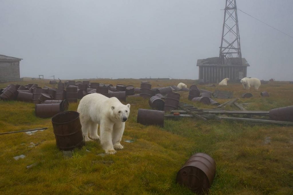 urso polar russia Dmítri Kokh