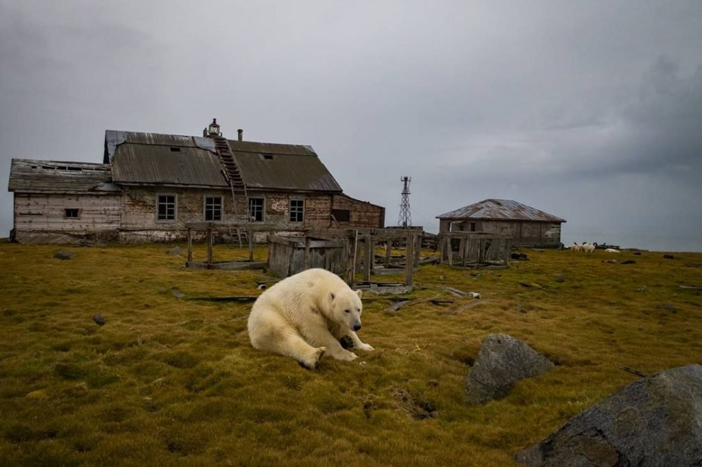 urso polar russia Dmítri Kokh