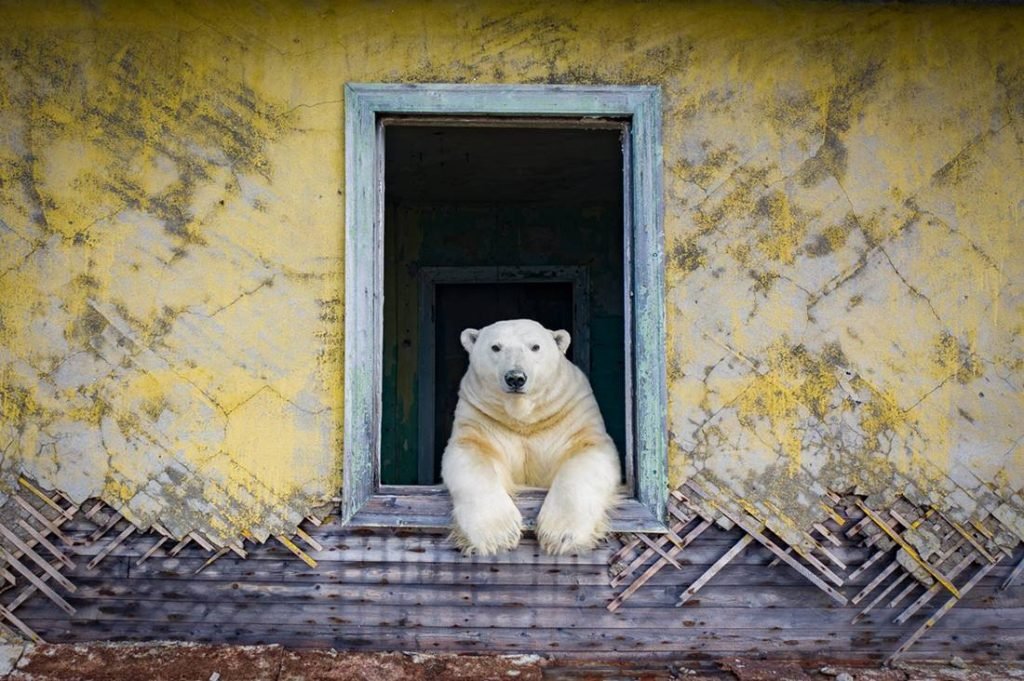 urso polar russia Dmítri Kokh