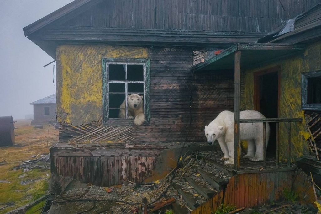 urso polar russia Dmítri Kokh