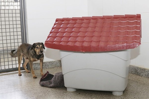 cão está na Zoonoses