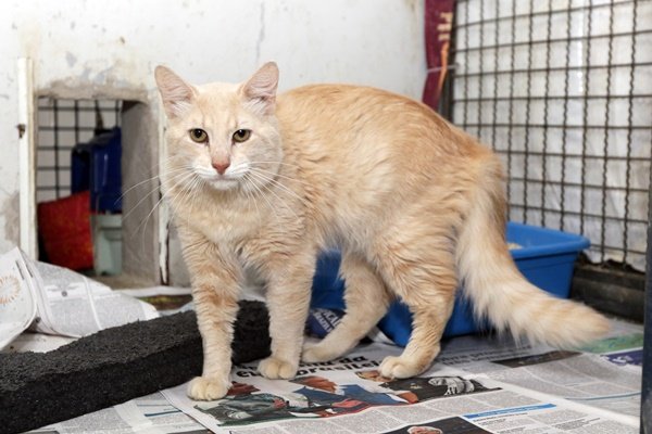 gato está disponível
