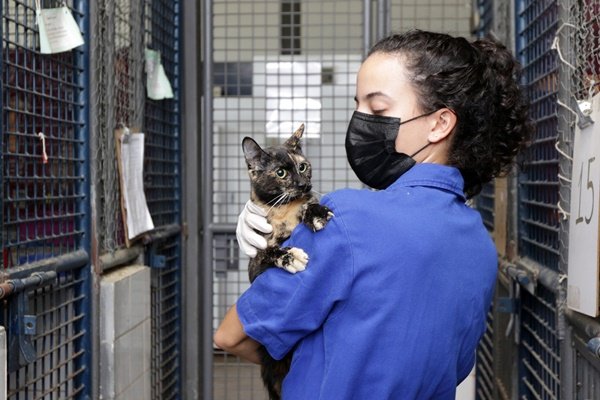 gatinho está na Zoonoses