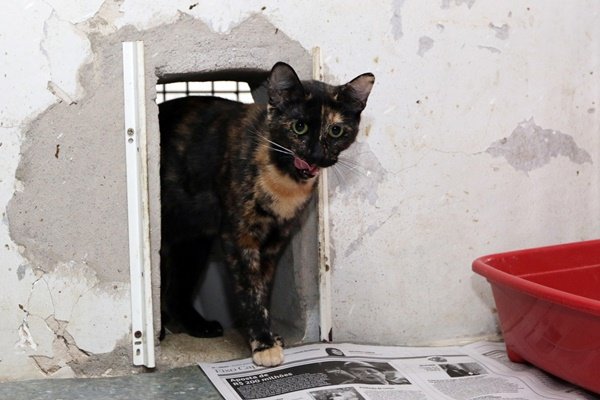 gatinho para adoção