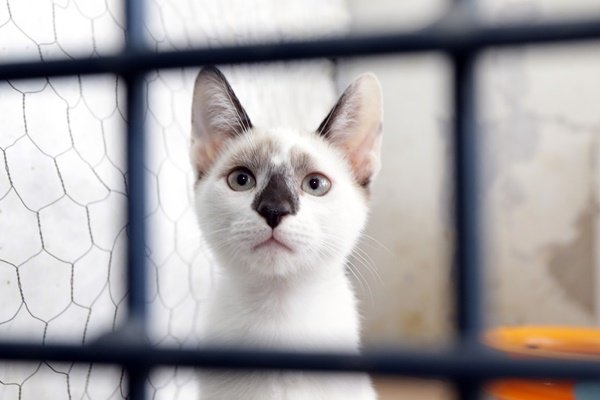 gato para adoção