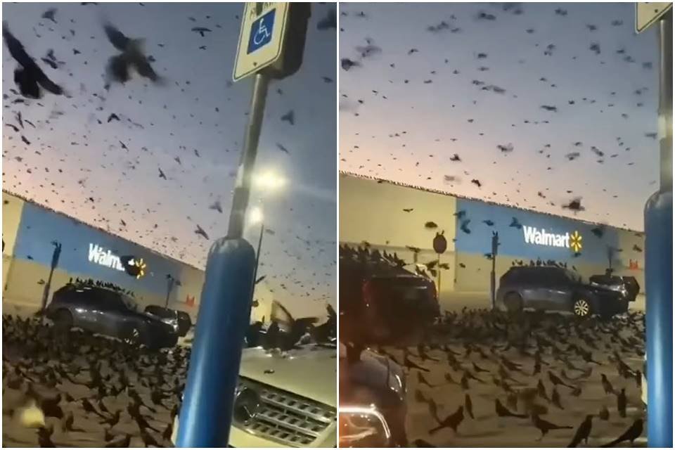 “apocalipse” de pássaros toma conta de supermercado nos EUA