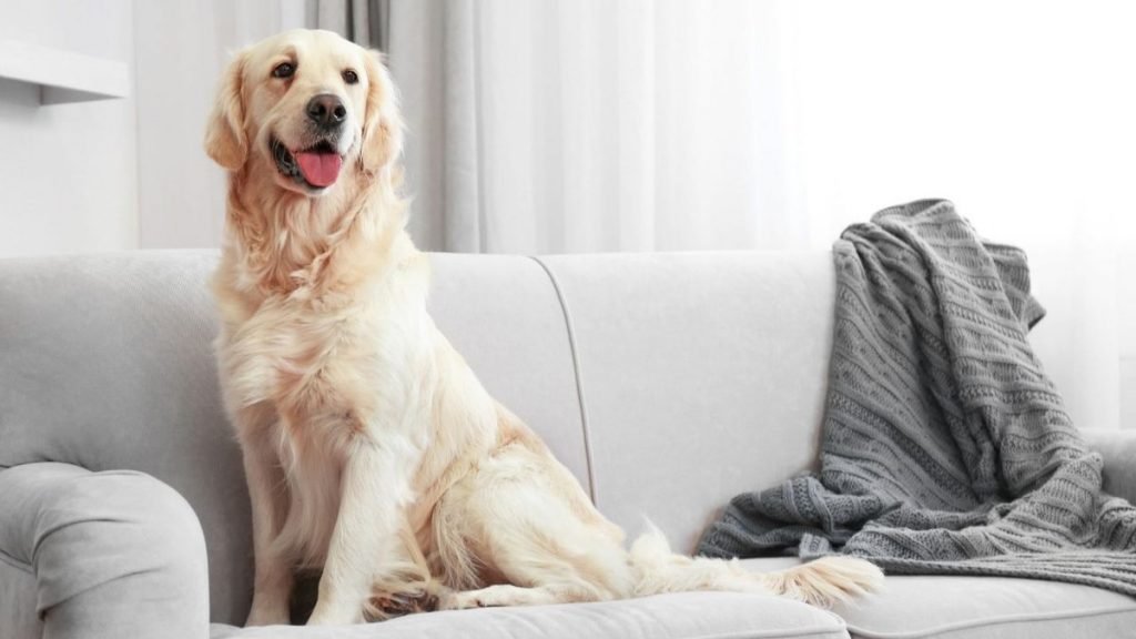 Como tirar o cheiro de cachorro da casa? Aprenda 4 dicas infalíveis |  Metrópoles