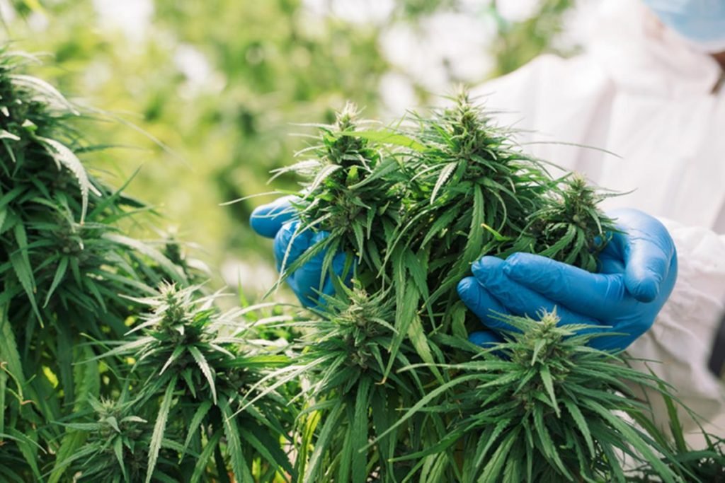 Pesquisa com Cannabis