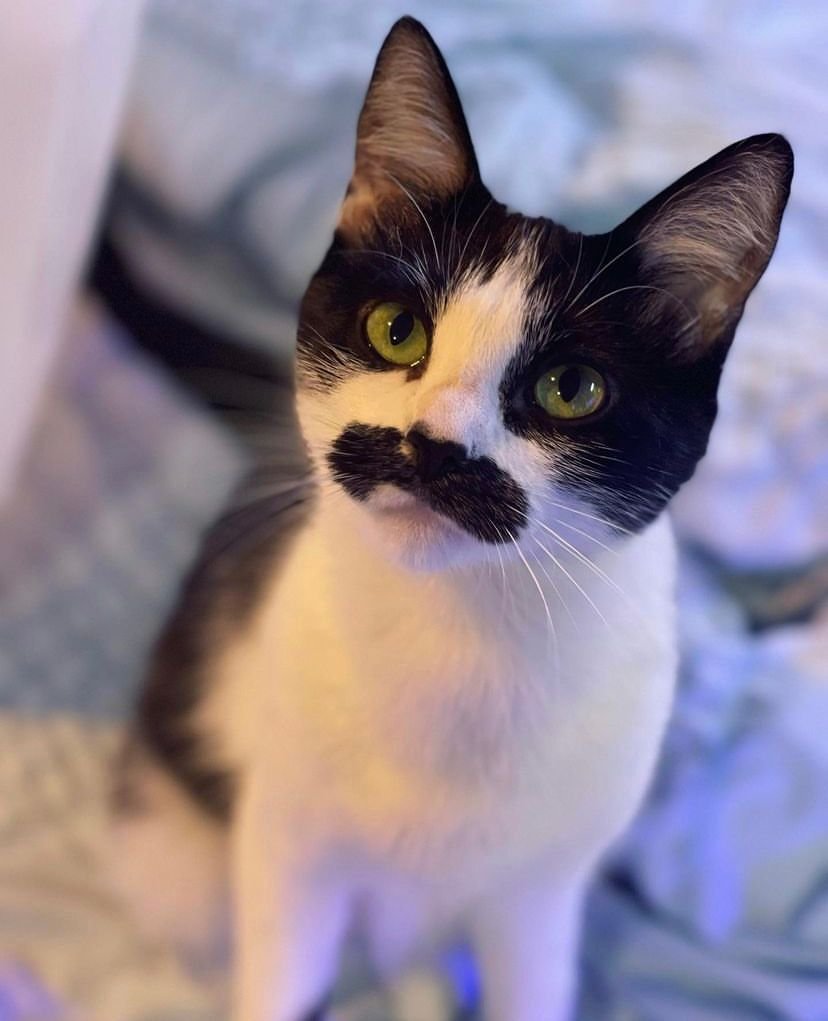 Gato com mancha em formato de bigode