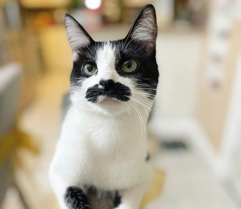Gato com mancha em formato de bigode