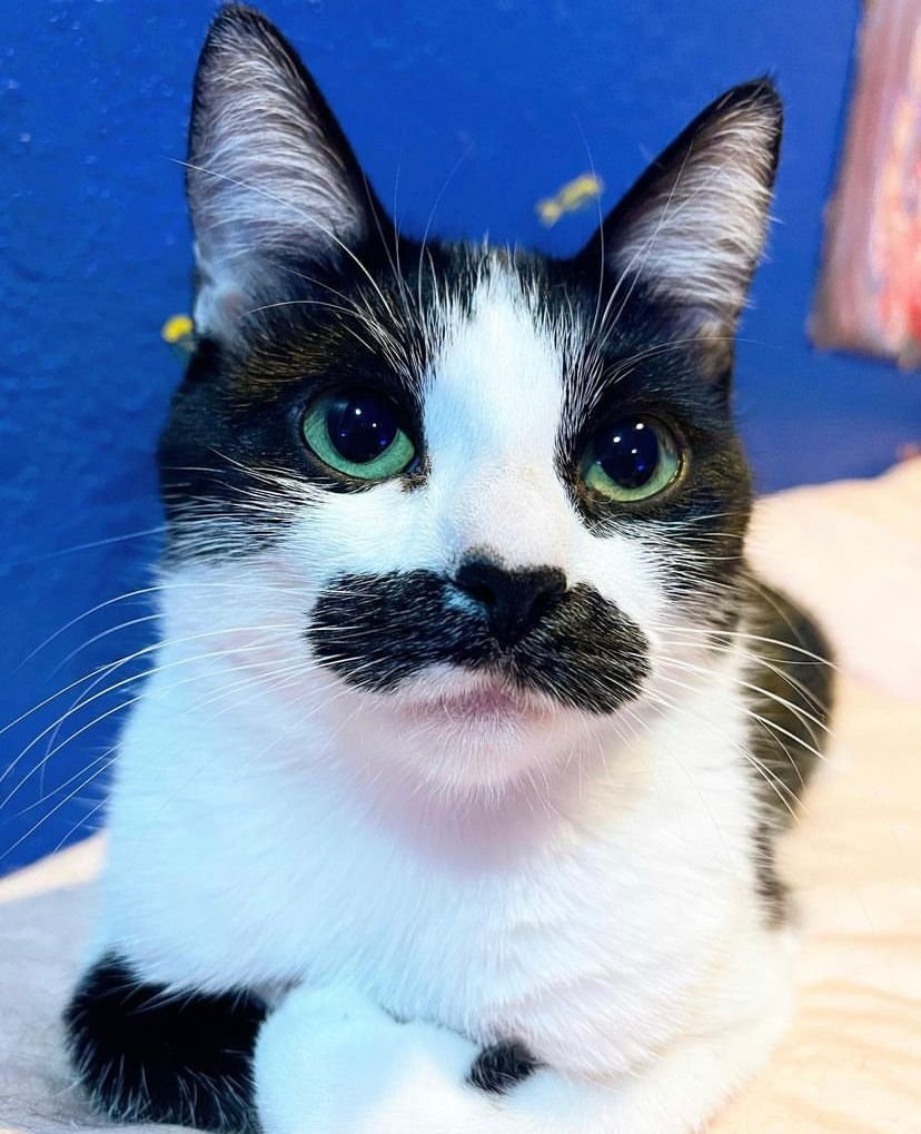 Gato com mancha em formato de bigode