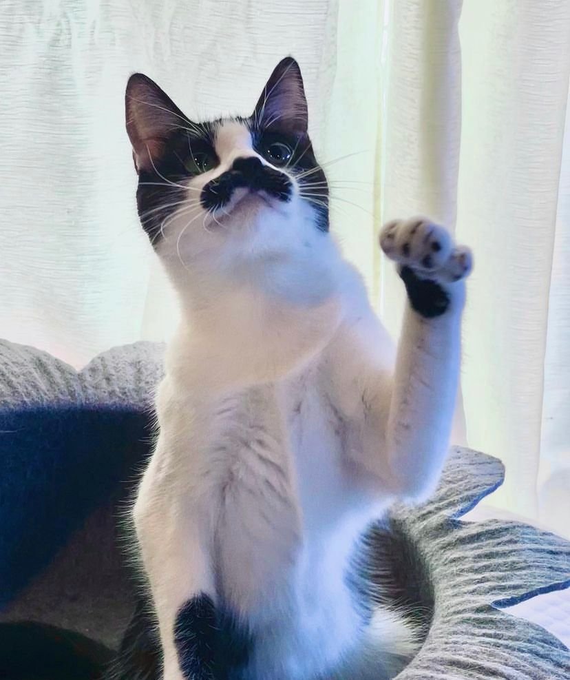 Gato com mancha em formato de bigode