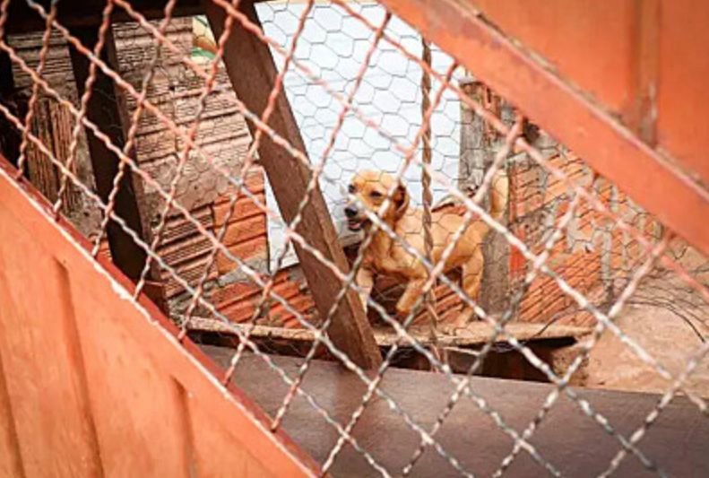 Cachorro ganhou estrutura para olhar os acontecimentos da rua