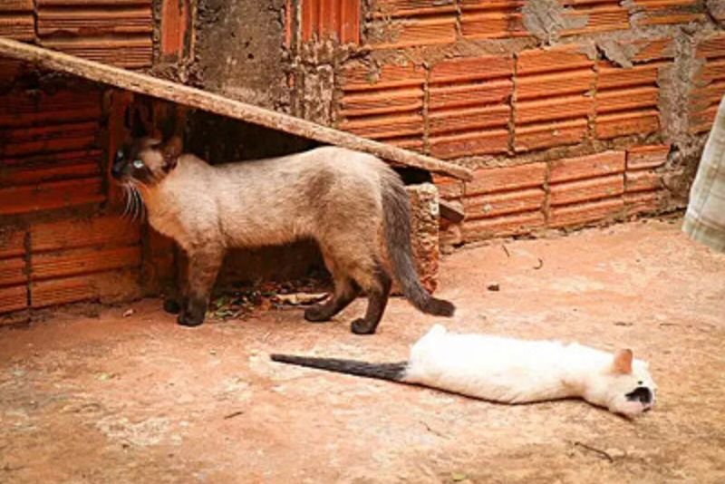 Cachorro ganhou estrutura para olhar os acontecimentos da rua