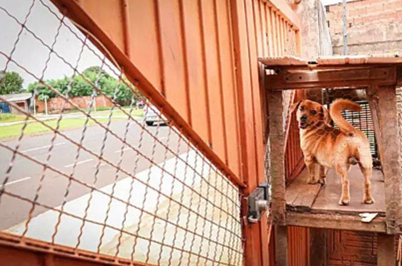 Cachorro ganhou estrutura para olhar os acontecimentos da rua