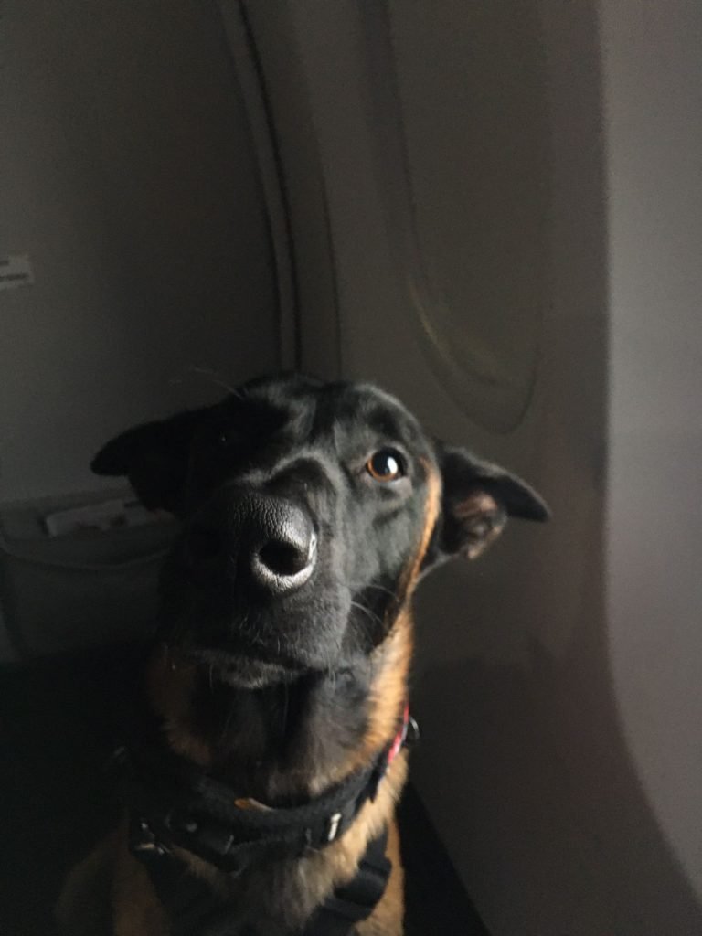 Cachorro em avião